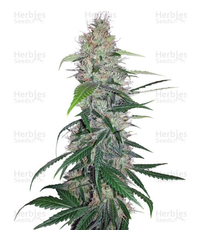 Shiva Skunk — Sensi Seeds