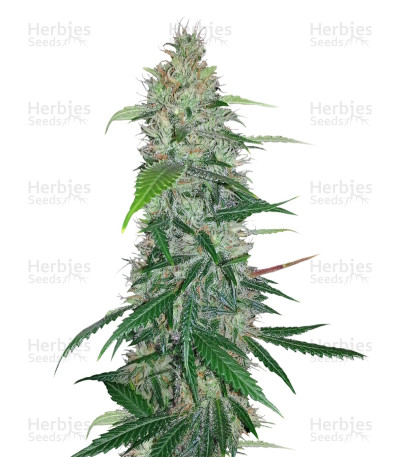 Shiva Skunk