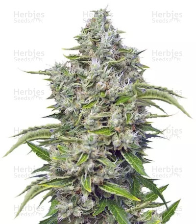 San Fernando Lemon Kush — Sweet Seeds