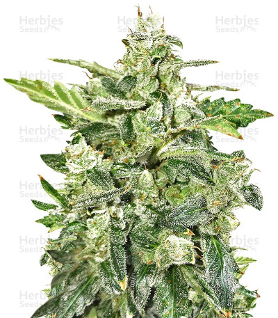 Anesthesia Auto