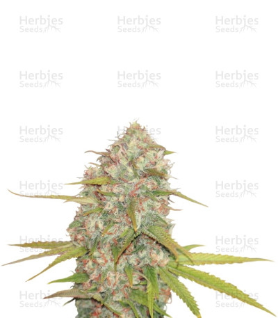 Lemon Skunk