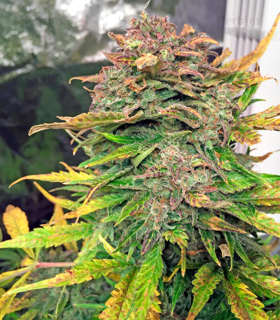 Bubba Cheese Auto — Humboldt Seeds Organization