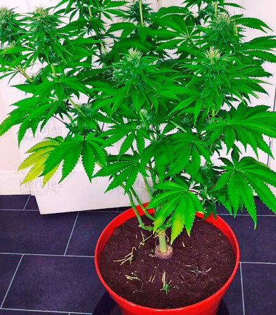 Lemon Kush Headband — Humboldt Seeds Organization