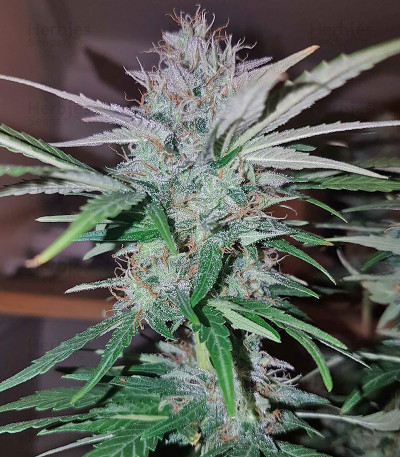 Peyote Cookies — Barney's Farm