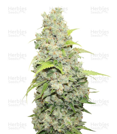 BCN Sour Diesel