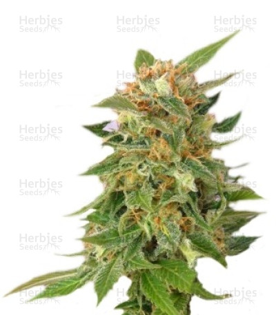 Ginger Punch Auto