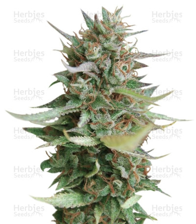 Strawberry Blue