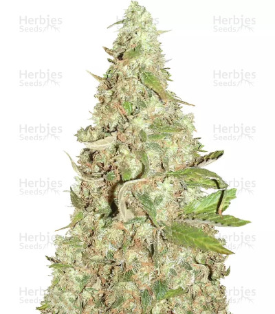 Afghan Cow — Dr Krippling Seeds