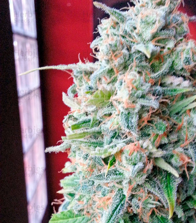 Afghan Kush X Skunk — World of Seeds