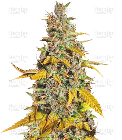 Lemon Kush