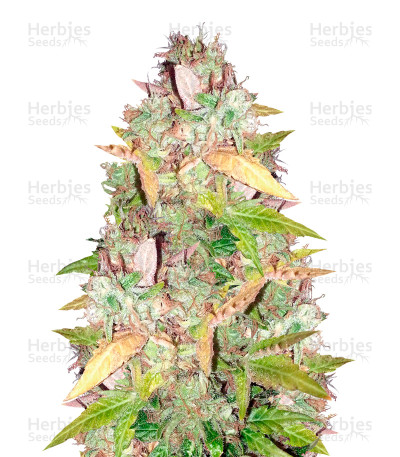 NY Diesel