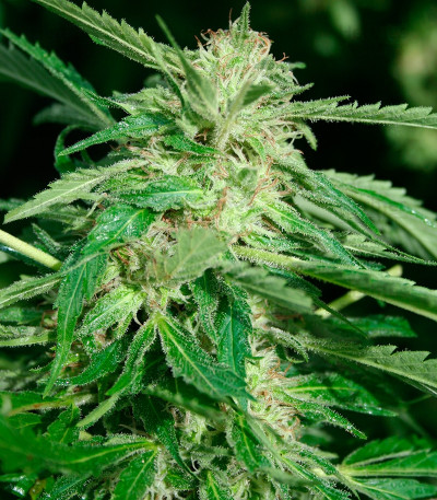 Papa's Candy — Eva Seeds