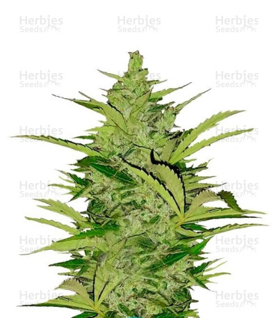 Fast Eddy Auto CBD