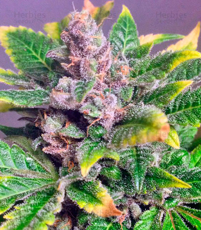 Afghan Kush Special — World of Seeds