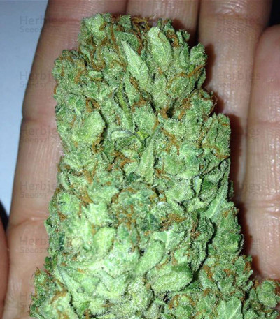 Sweet Harlem Diesel — Sumo Seeds