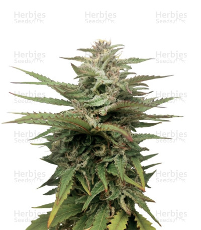 Blue Thai