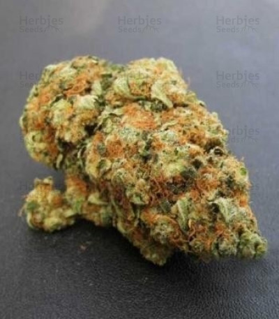 Bubble Kush — Royal Queen Seeds