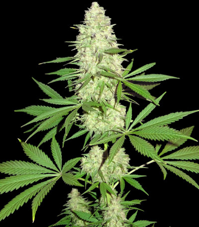 Maya Gold — Sumo Seeds