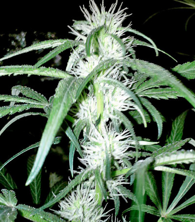 Strawberry Blue — World of Seeds