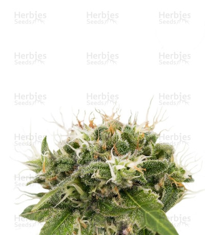 Original Strawberry Cough