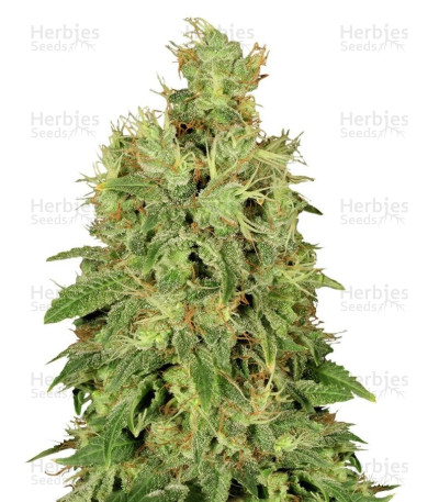 CBD-Chronic