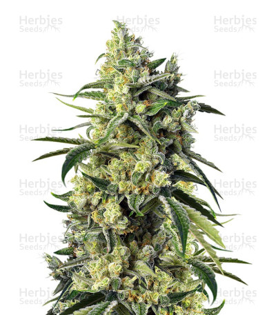 Sweet Amnesia Haze fem — Sweet Seeds