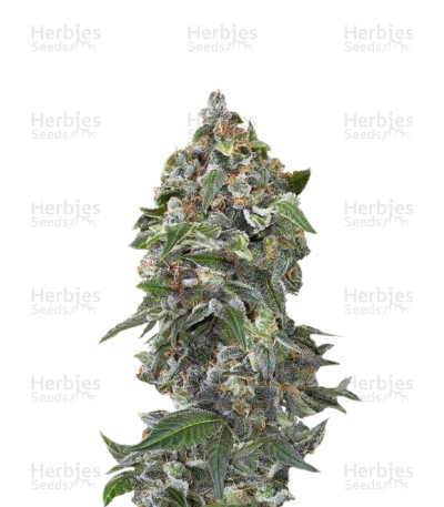 White Cheese Autoflowering — Dinafem Seeds