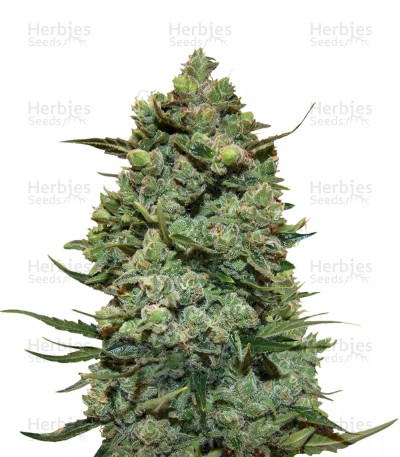 Cookies Kush — Barney's Farm