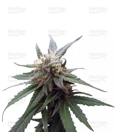 Fruitylicious — Mandala Seeds