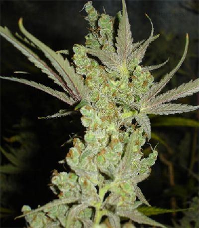 Canadian Kush — Medical Seeds