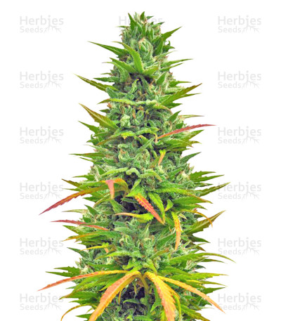 Choco Bud — Vision Seeds