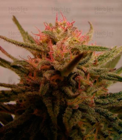 Critical Neville Haze 2.0 — Delicious Seeds