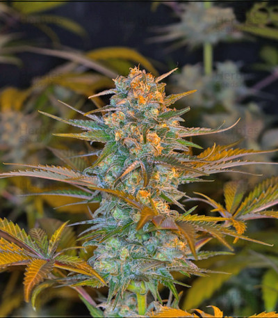 Jack 47 F1 Fast Version — Sweet Seeds