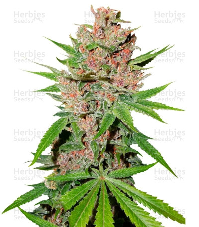 Buy Passion Fruit feminized seeds by Dutch Passion - Herbies Seeds