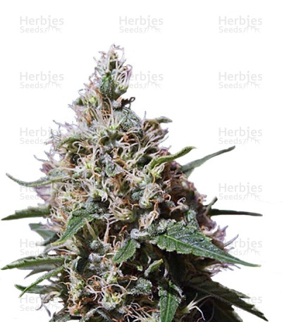 Peppermint Kush — Barney's Farm