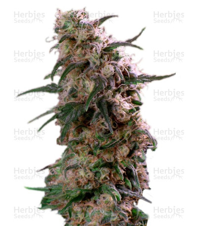 Super Haze