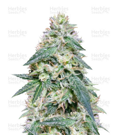 Bona Dea CBD+
