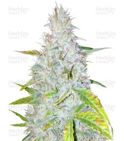 AK Auto