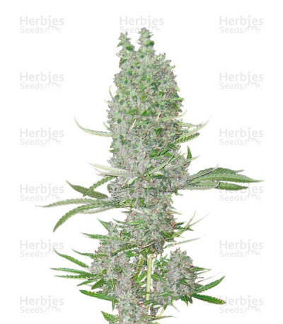 Amnesia XXL Auto