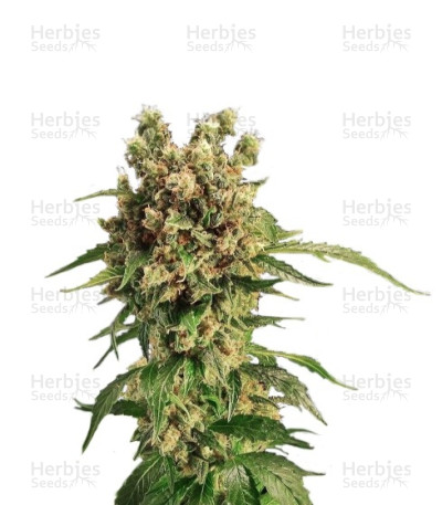 California Hash Plant — Dinafem Seeds