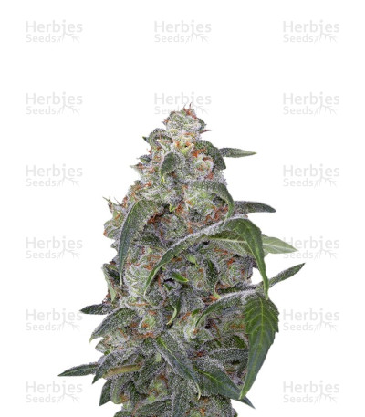 Haze 2.0 Autoflowering — Dinafem Seeds