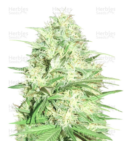 Honey Rock