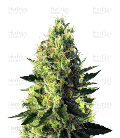 Sweet Pure CBD