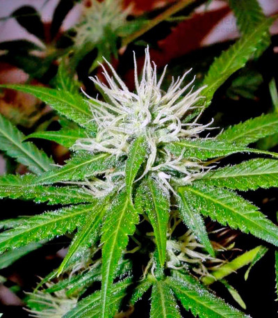 Arjan's Ultra Haze #2 — Green House Seeds