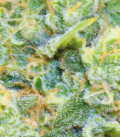 Medical 49 CBD+ — Vision Seeds