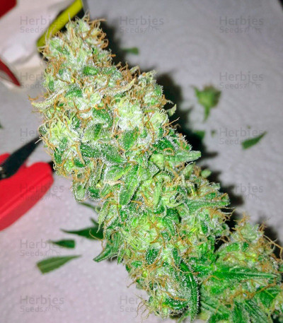 Indigo Berry Kush — Sweet Seeds
