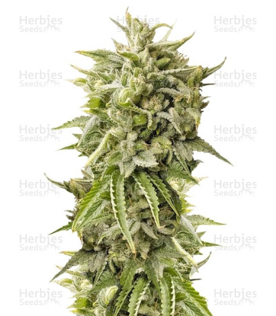 Bubba Kush Auto — Humboldt Seeds Organization