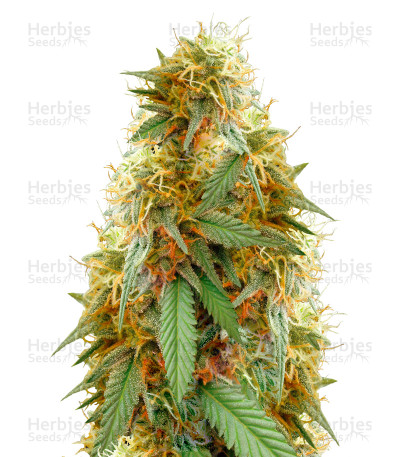 Medical 49 CBD+