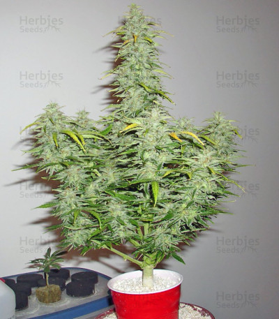 Speed Devil #2 Auto — Sweet Seeds