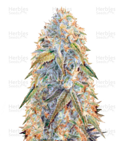Auto Northern Light — Victory Seeds